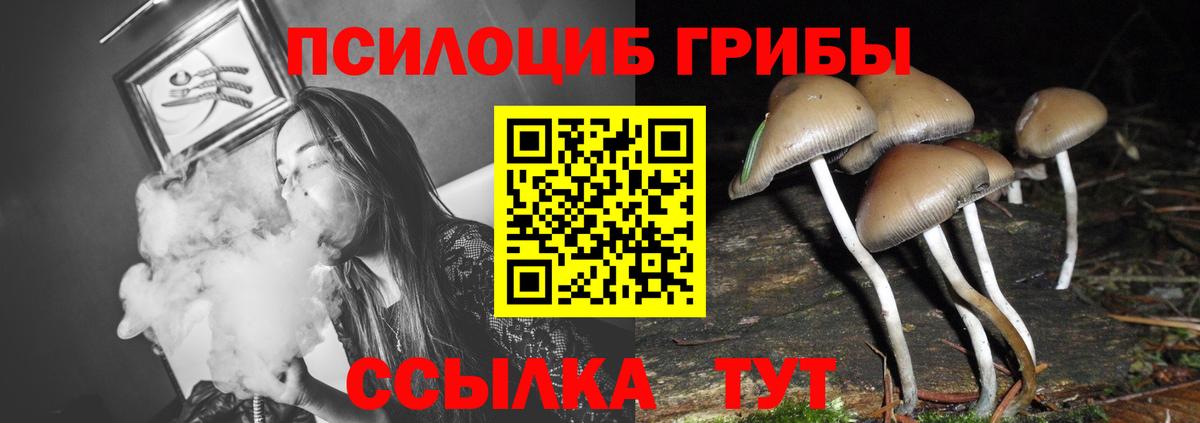 купить наркотик  Вход с VPN  Арсеньев  Псилоцибиновые грибы GOLDEN TEACHER 